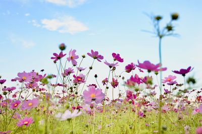 Close-up of pink flowering plants on field against sky