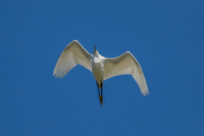 Low angle view of seagull flying against blue sky