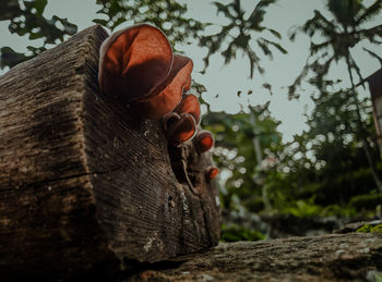 Low angle view of fruits on tree trunk