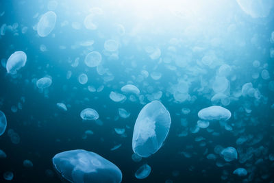 Jellyfish swimming in sea