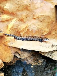 High angle view of insect on wood