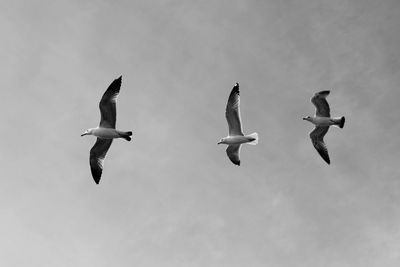 Low angle view of seagulls flying