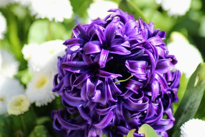 Close-up of purple flowering plant