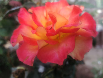 Close-up of pink rose blooming outdoors