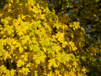 Close-up of yellow flowering plant