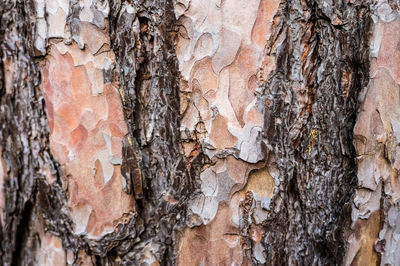 Full frame shot of tree trunk