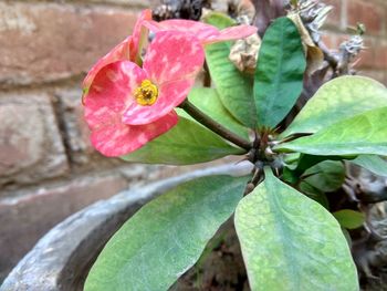 Close-up of red flowering plant