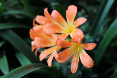 Close-up of orange flower