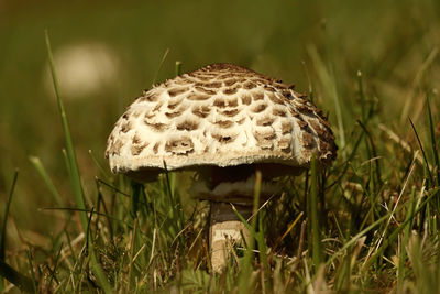 Close-up of mushroom growing on field