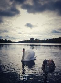 Swan swimming in lake against sky