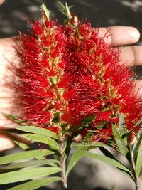 Close-up of hand holding red flowers