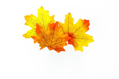 Close-up of yellow maple leaf on white background