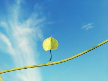 Low angle view of yellow flowering plant against blue sky