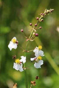 Close-up of white flowering plant