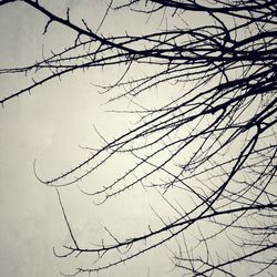 Low angle view of bare tree against sky