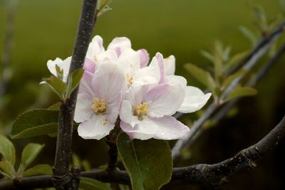 Close-up of flowering plant