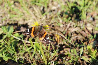 Close-up of butterfly on grass