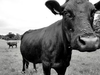 Close-up of cow standing on field