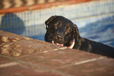 Close-up of dog looking away