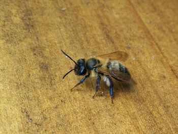 Close-up of insect