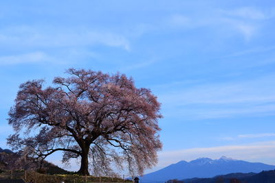 Low angle view of tree against sky