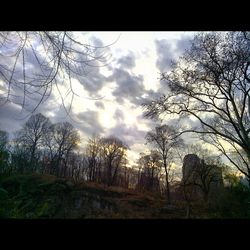 Bare trees against cloudy sky