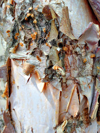 Close-up of tree trunk