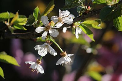 Close-up of white flowers