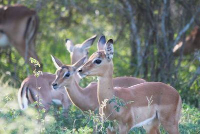 Deer in a field