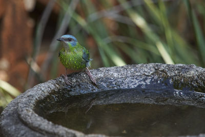 Close-up of bird perching on branch