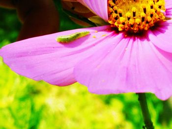 Close-up of purple coneflower blooming outdoors