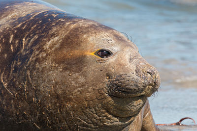 Close-up of sea lion