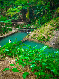 High angle view of river amidst trees in forest