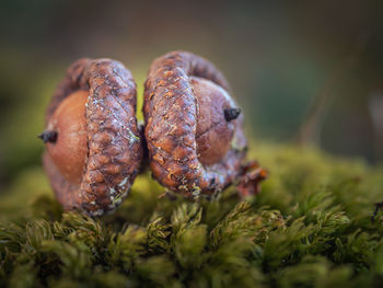 Close-up of oak acorns on the ground in moss