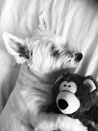 Fur baby westie