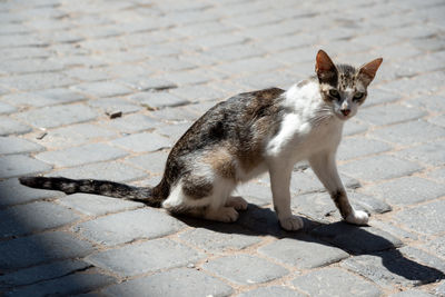 Cat sitting on footpath