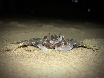 Close-up of crab on sand