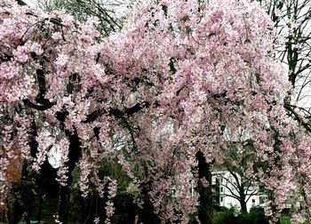 Low angle view of pink flower tree against sky