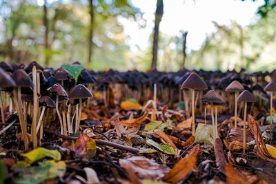 Close-up of mushroom growing on field