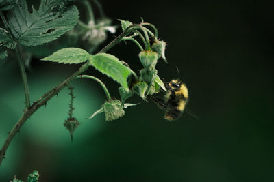Close-up of insect on plant