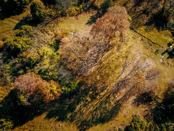 High angle view of trees on landscape during autumn