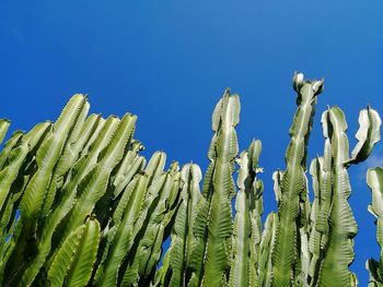 Low angle view of cactus against clear blue sky