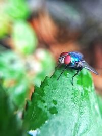 Close-up of ladybug on leaf