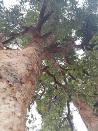 Low angle view of trees against sky