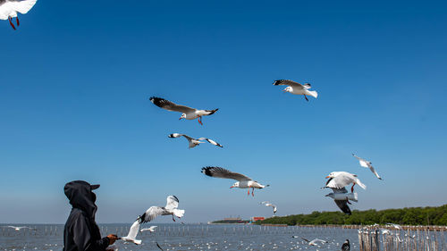 Seagulls flying on the beautiful sky, chasing after food that a man feed on them.