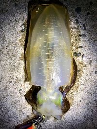 Close-up of fish in sea