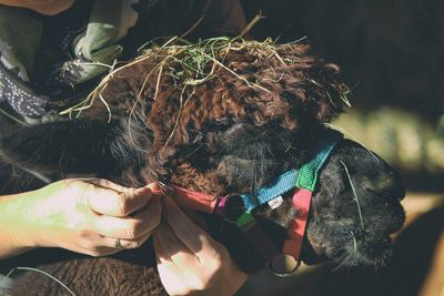 Midsection of person putting strap on alpaca face