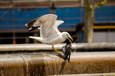 Close-up of seagull flying