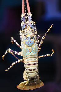 Close-up of insect against black background