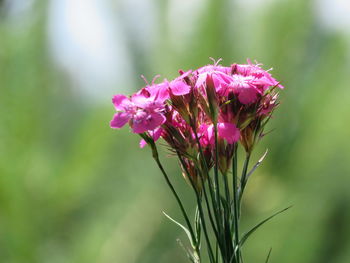 Close-up of pink flowering plant